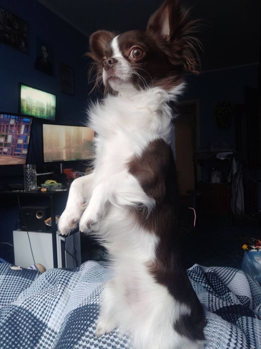 Чарівний хлопчик чихуахуа, шукає наречену