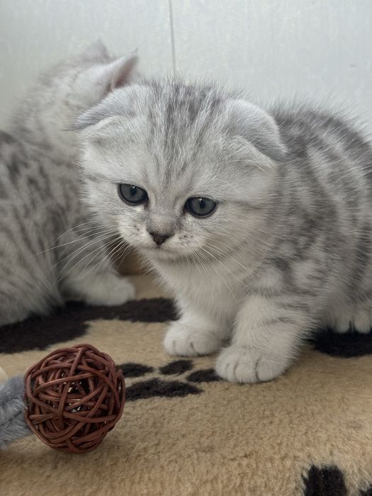 Найкращі кошенята