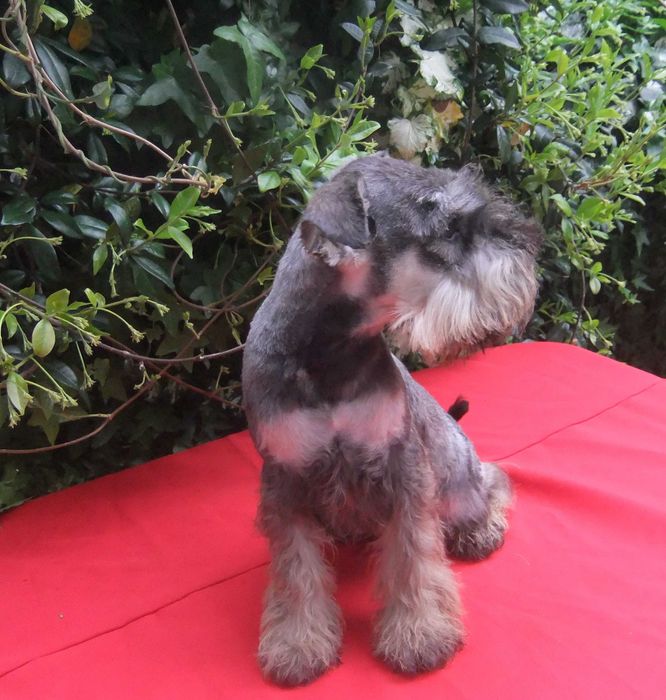 cachorro schnauzer miniatura sal e pimenta