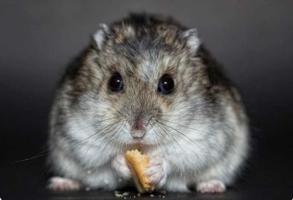 Джунгарські хом'ячки