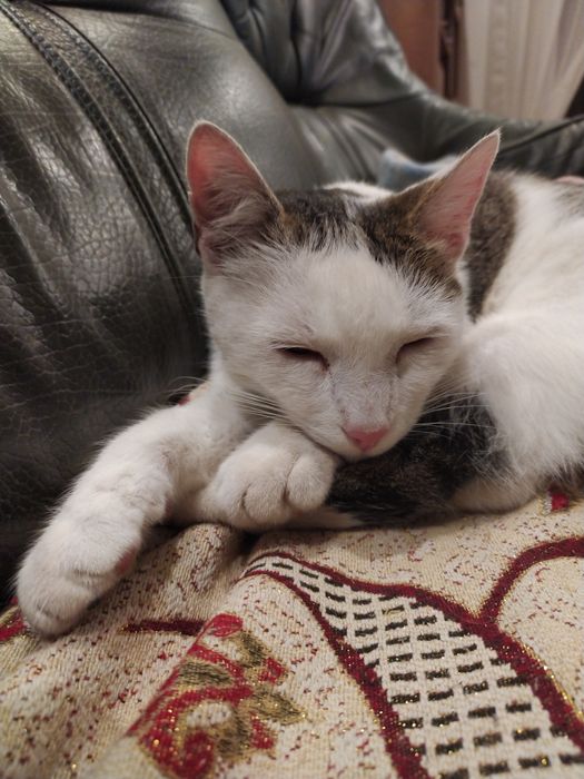 Poszukiwany  kot Maniek