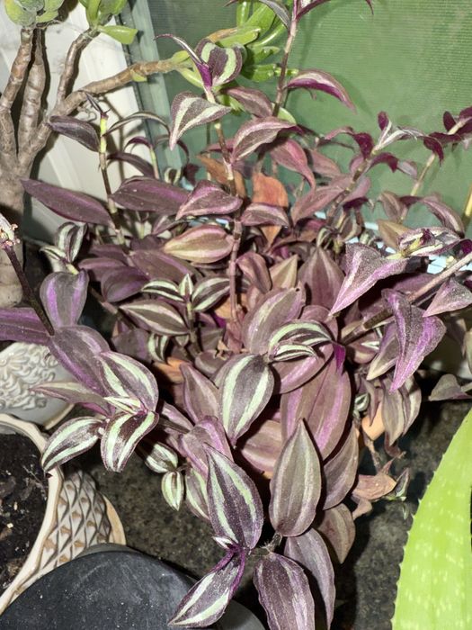 Традесканція пурпурова