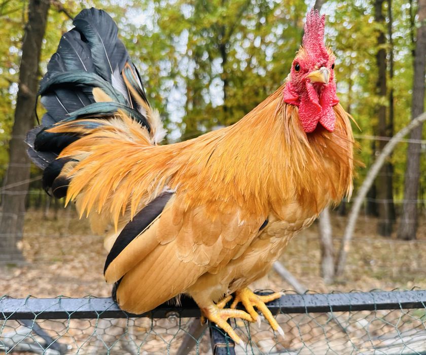 Kogutek chabo szabo