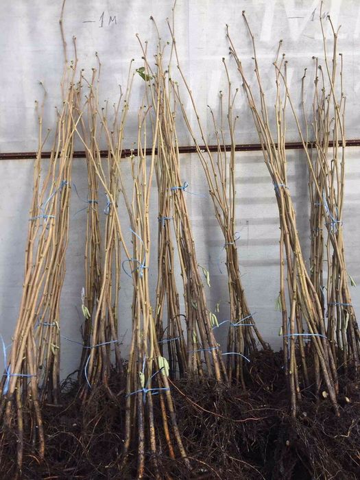 Продам саджанці фундука