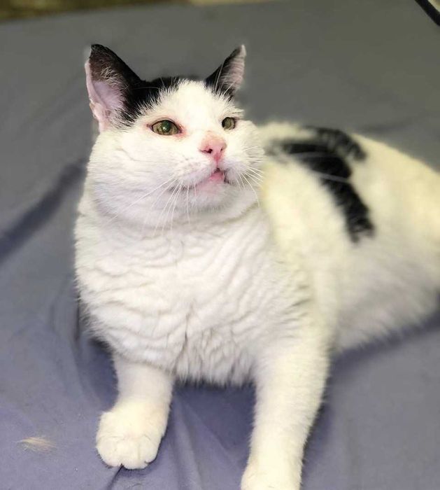 Котик Семен шукає свою родину!