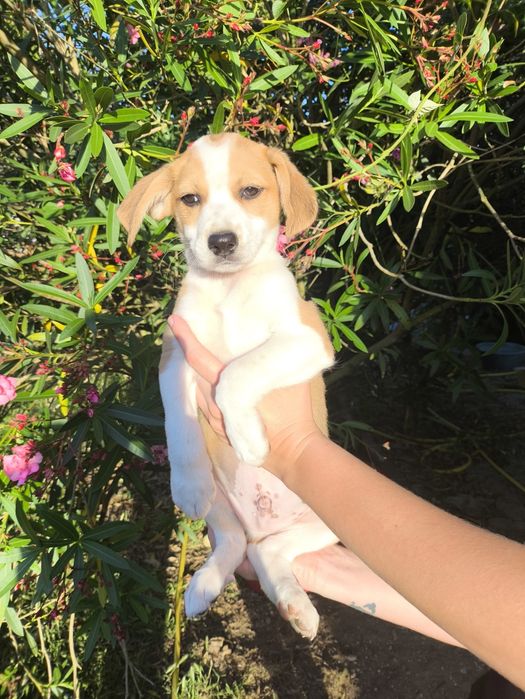 4 machos para adopção