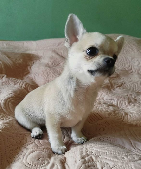 Chihuahua maleńki piesek krótkowłosy