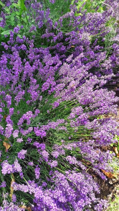 Suszone kwiaty lawendy