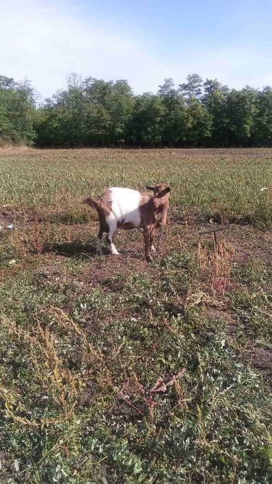 Продам дойную безрогу козу,  зааненка