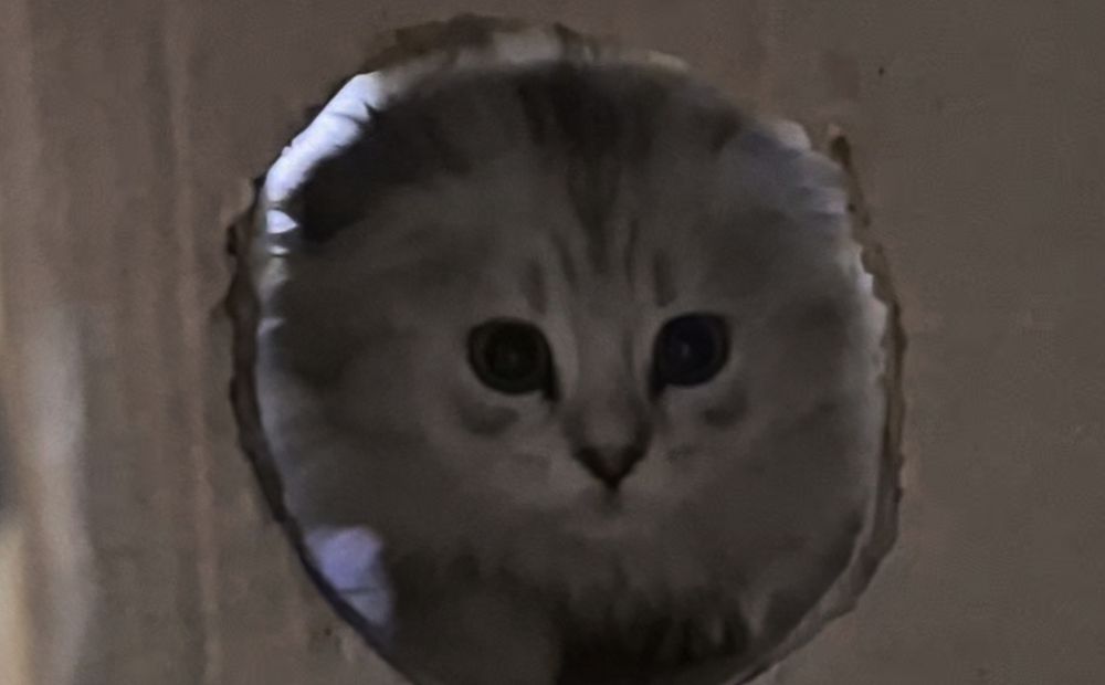 Вислоухая, вислоухий,  шотландцы, котёнок, кошечка