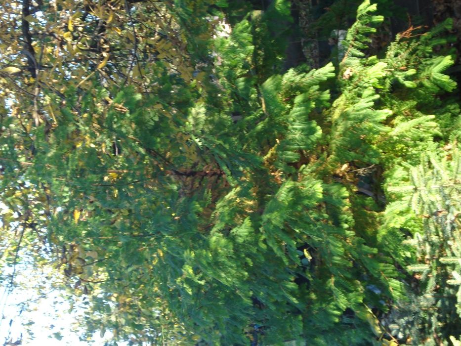 Metasekwoja kunigamia w doniczkach