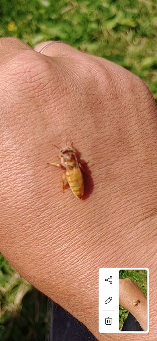 Неплідні бджоломатки Кордован