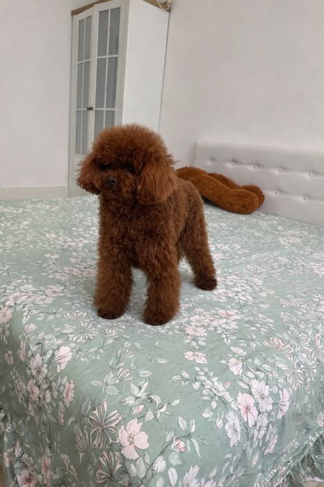 Мальчик той пудель | КИТАЙ | RED BROWN | ред браун china