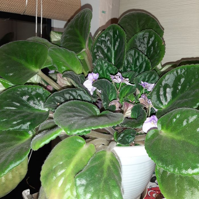 Сенполия, фиалка комнатная