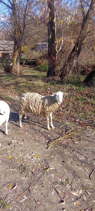 Продам баранів деталі за номером телефону