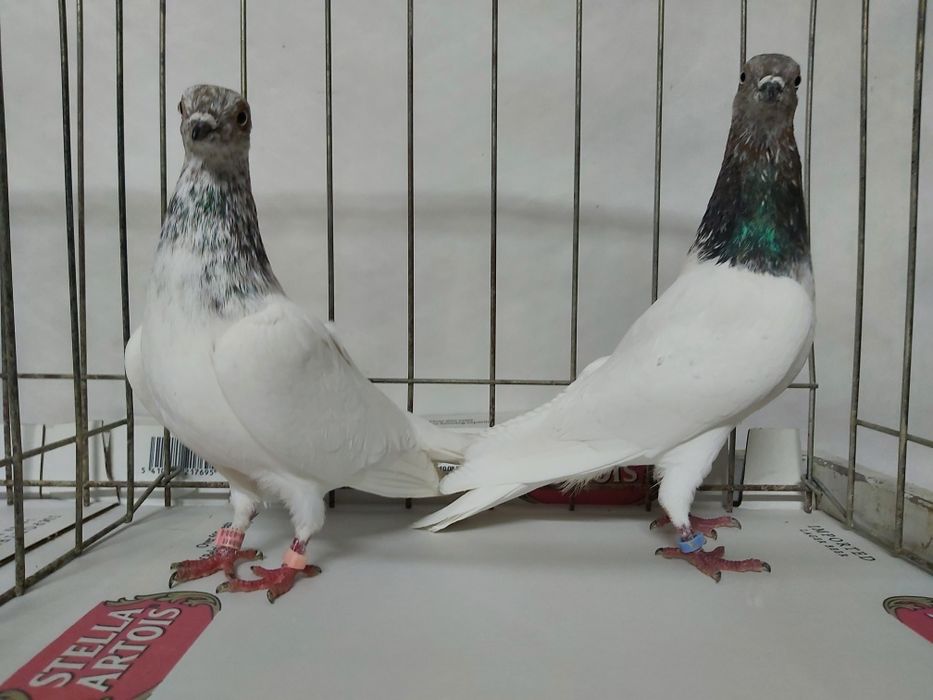 Gołębie Budapeszty Miedziane