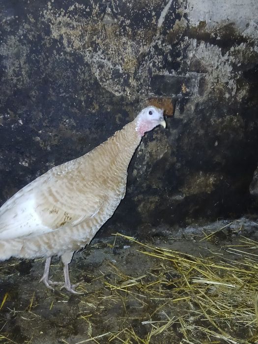 Продам  2х річні індички