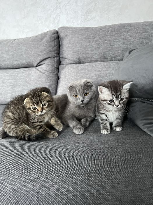 Шотландські кошенята шукають дім