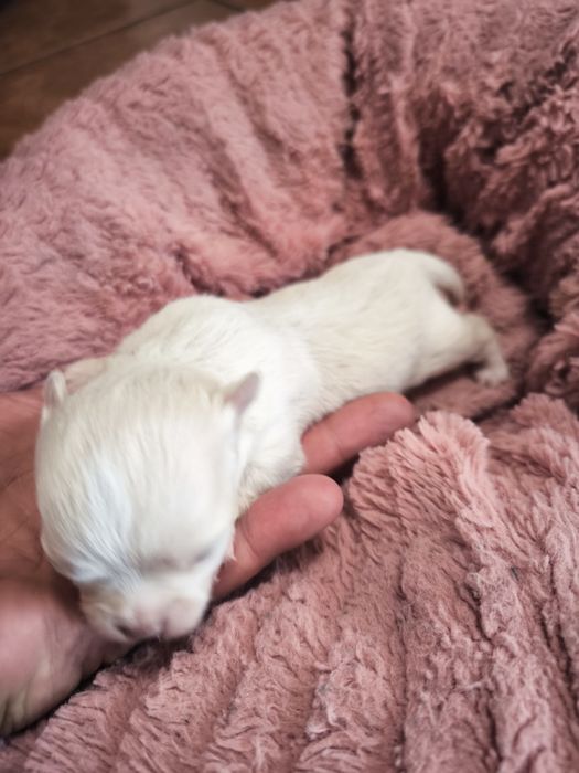 Macho creme  chihuahua