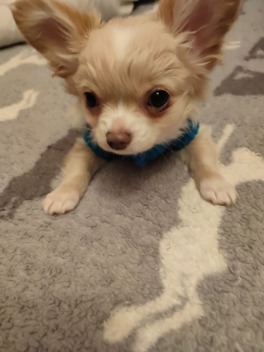 Продам Мини девочку Чихуахуа