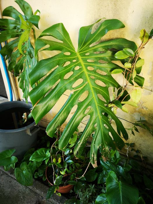 Monstera deliciosa – Planta com 2 folhas (50 cm)