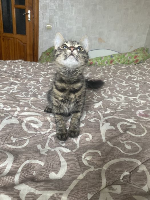 Самая классная мейн - кун