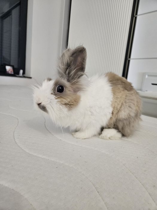 Pilne ! Króliki karzełki Teddy