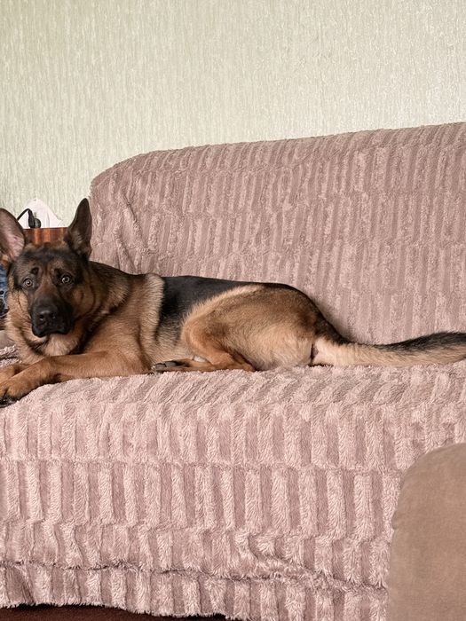 Пропоную для вязки