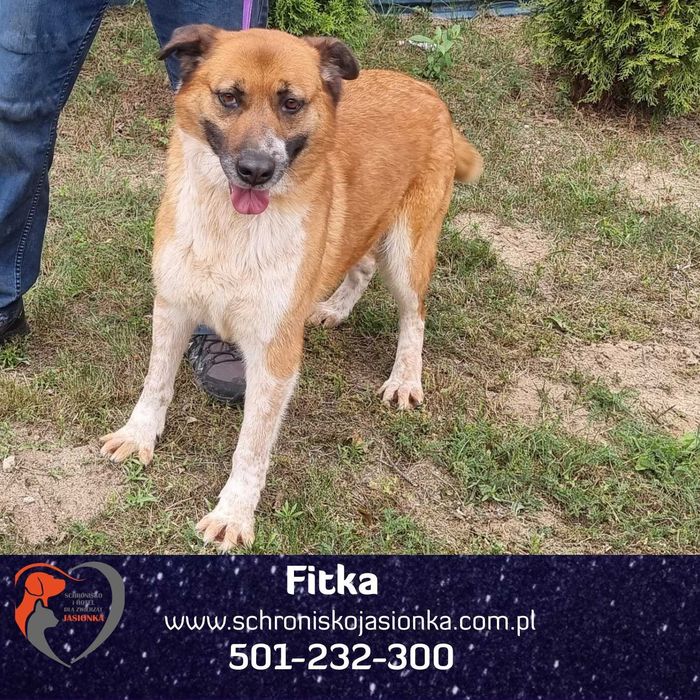 FITKA do adopcji Schronisko Jasionka