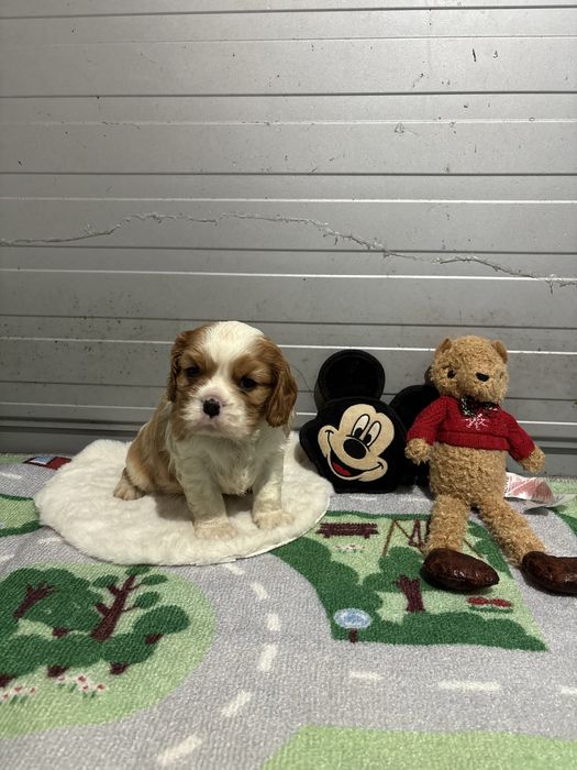 Cavalier King Charles Spaniel