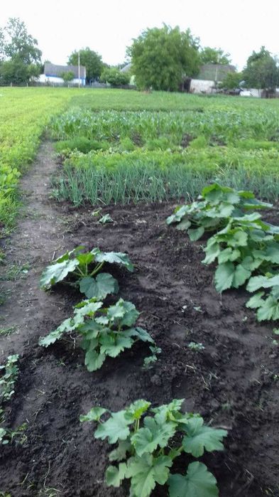 Продам цегляний будинок с. Мазепинці