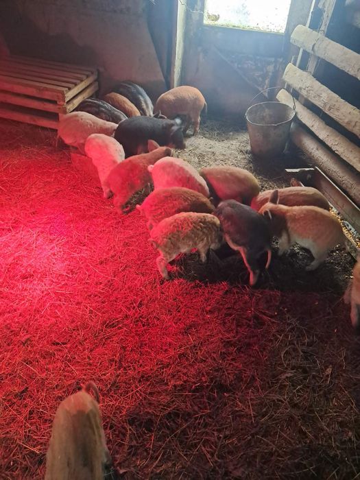 В продажі поросята породи мангалиця. Народжені 10.12.25