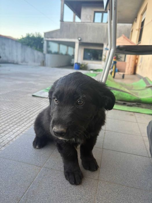 Dou cães bebés cruzados