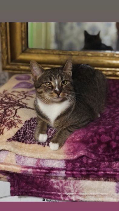 Отдам кошку лесного окраса, стерилизована,  привита,  1,5 года