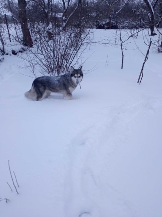 Віддам собаку у добрі руки.