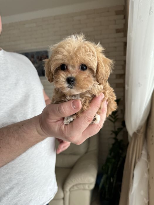 Мальтіпу ф1 міні красунчики