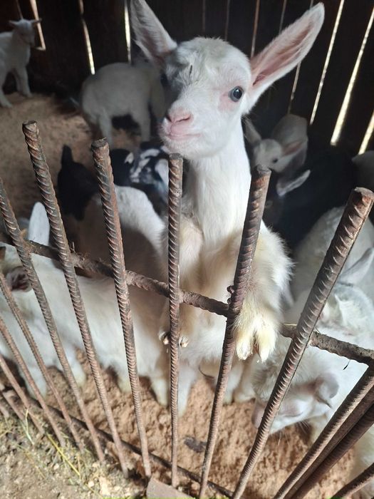 Козлята молочні  від 1 тижня і вище