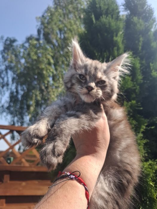Gotowa do odbioru koteczka Maine Coon