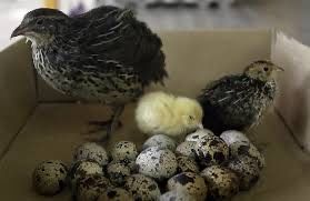 Інкубаційні яйця! Перепела! Кращий оплод