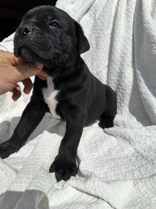 Чорний красунчик Альфред, 1,5 місяця. Кане-Корсо