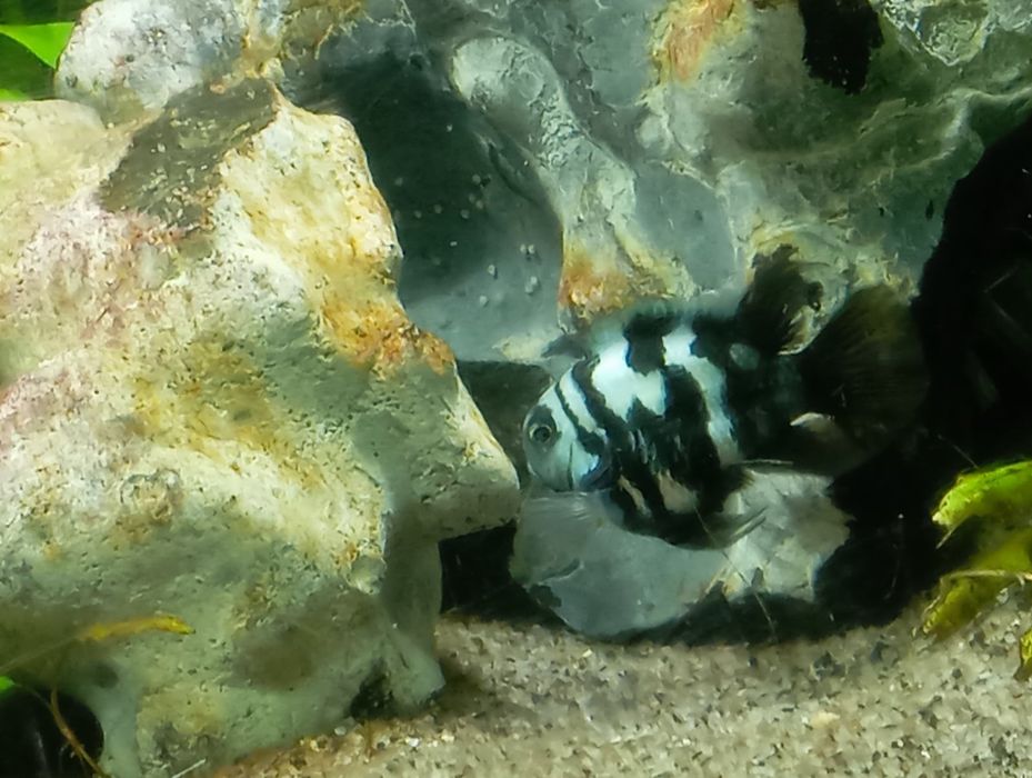 Акваріумні рибкі