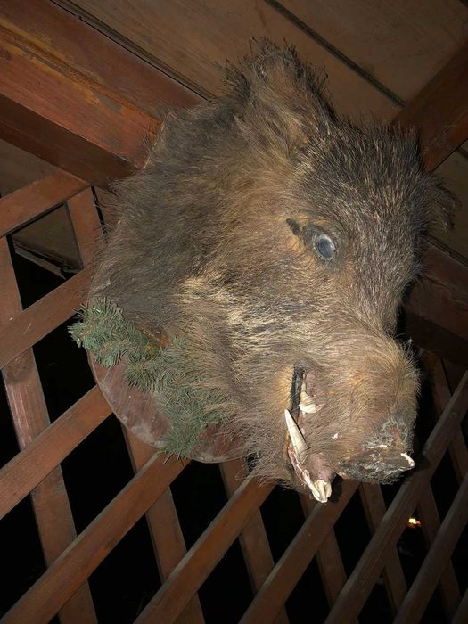 Чучело велитенського дикого секача кабана (чучело голова кабана)