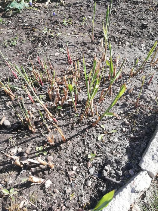 REZERWACJA Oddam Miskant chiński