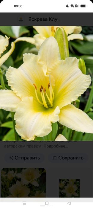 Лилейник Heppy Return