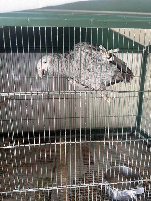 Papagaio de cauda de vinagre