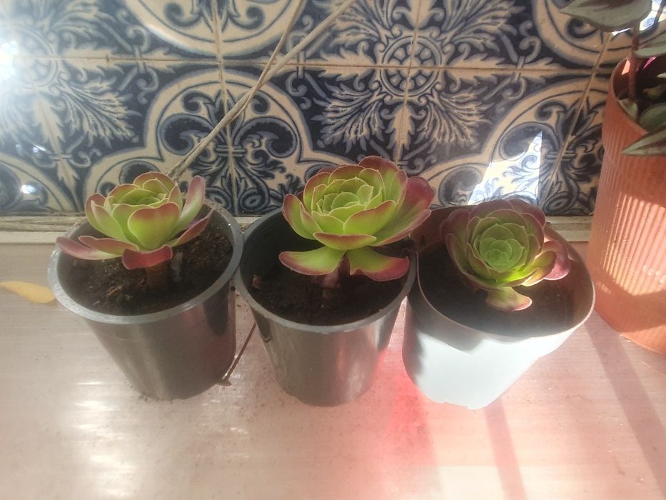 Planta natural com vaso a 1 euro cada