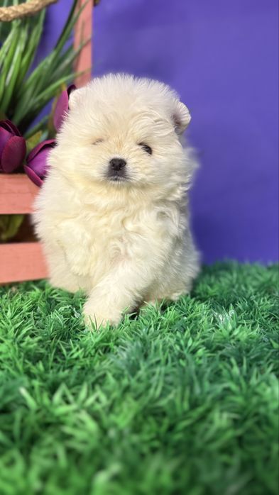 Курносий хлопчик супер міні шпиць