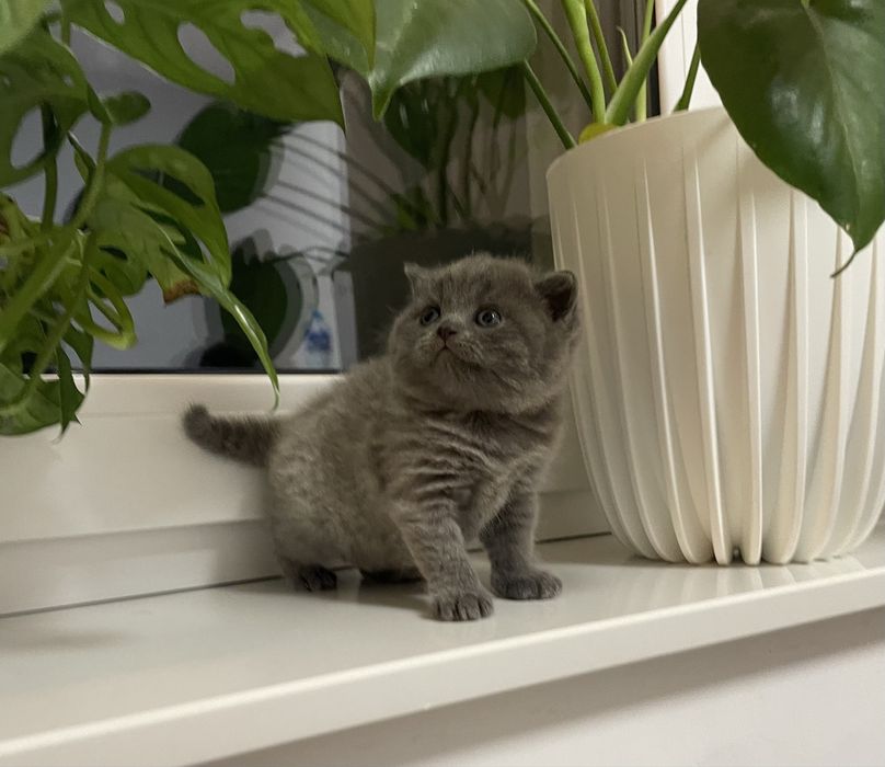 Fold szkocki prostouchy - piękna dziewczynka