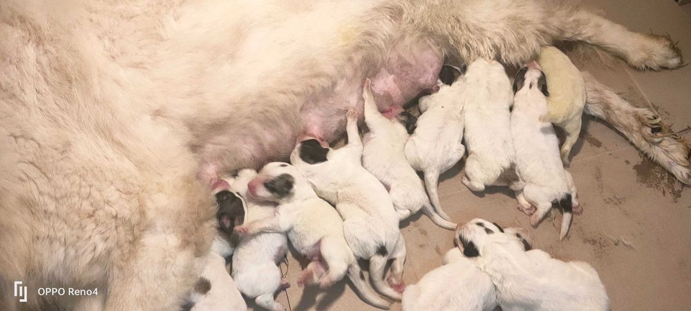 Pirenejski pies górski, owczarek podhalański rasa pokrewna, okazja