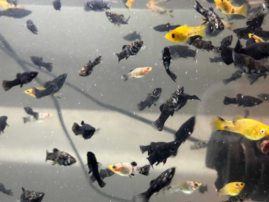 Zamienię/Sprzedam Molinezje mix